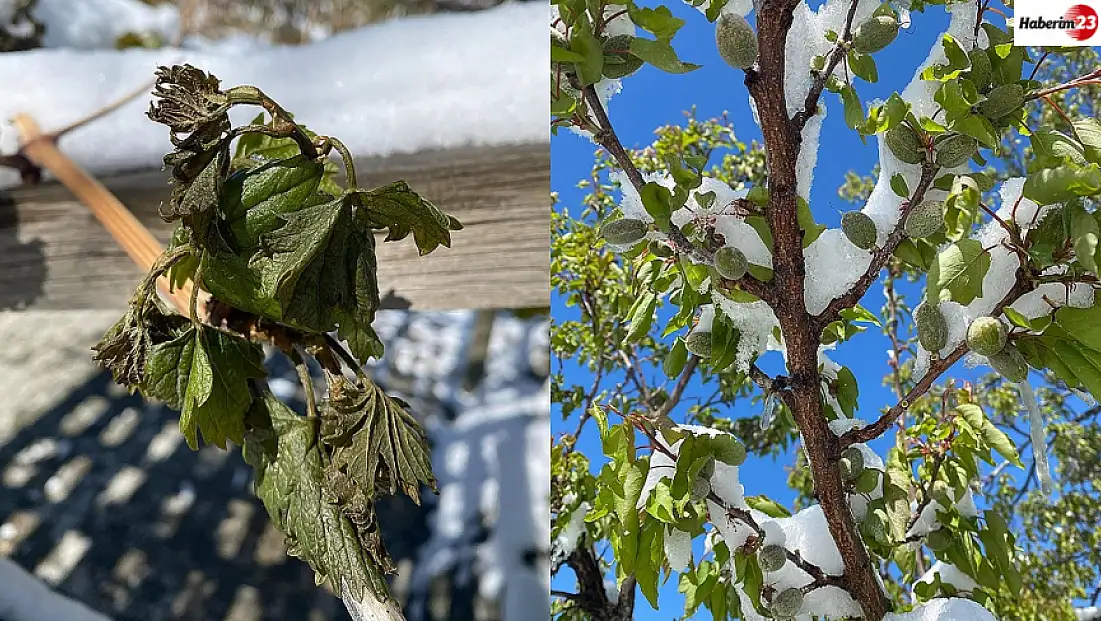 Elazığ'da meyve ağaçlarına don vurdu!