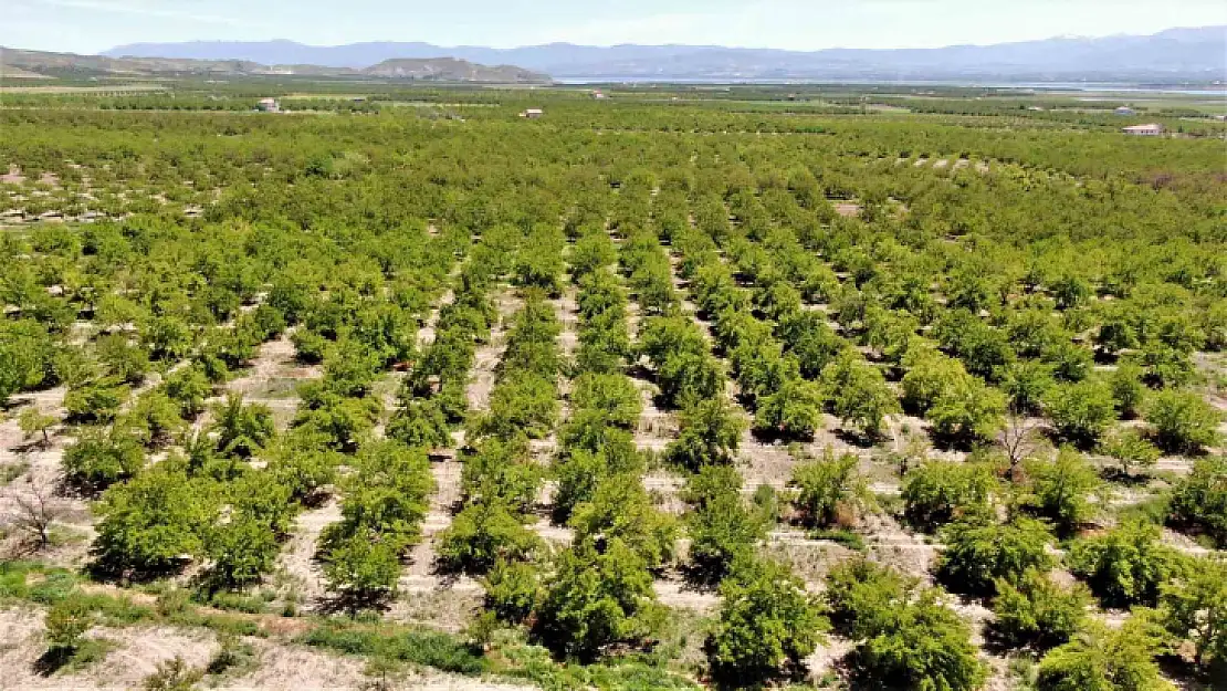 Baskil'de kayısı ağaçları boş kaldı, rekolte yüzde 80 düştü