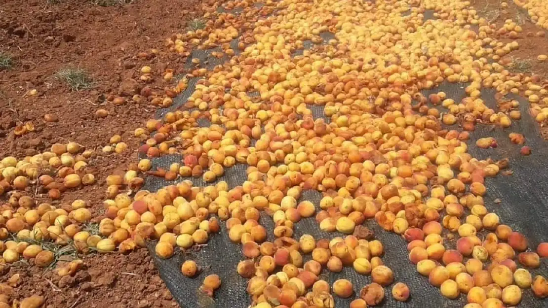 Domuz sürüsü tonlarca kayısıyı çöp etti