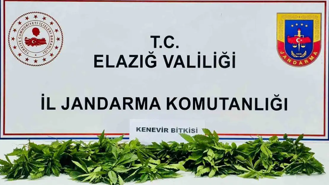 Elazığ'da 158 kök kenevir ele geçirildi