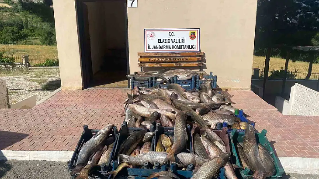 Elazığ'da 6,5 ton kaçak avlanmış balık ele geçirildi