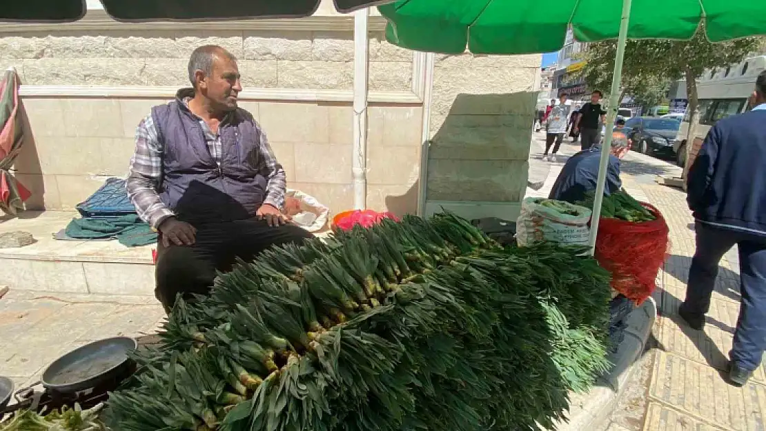 Elazığ'da çiriş otu tezgahlarda yerini aldı