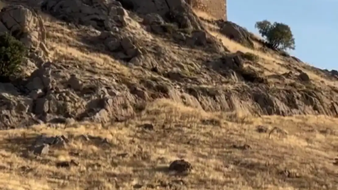 Elazığ'da dağ keçileri sürücü halinde görüntülendi