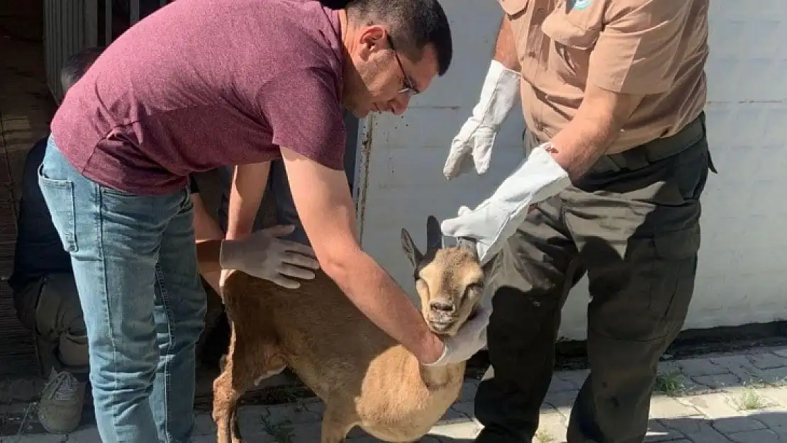 Elazığ'da tedavisi tamamlanan yaban keçisi doğaya bırakıldı