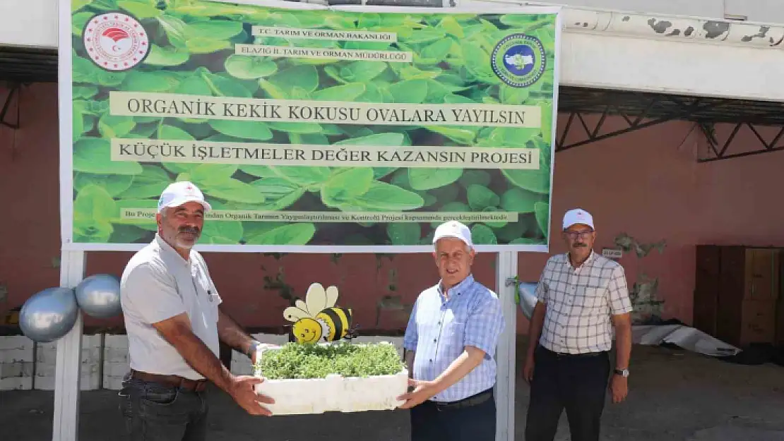 Elazığ'da üreticilere 30 bin kekik fidesi dağıtıldı