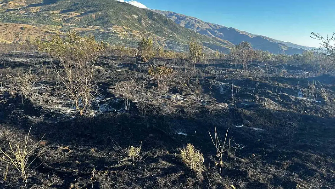 Elazığ'da yangın: 4 kişi yaralandı, yüzlerce kayısı ağacı yandı