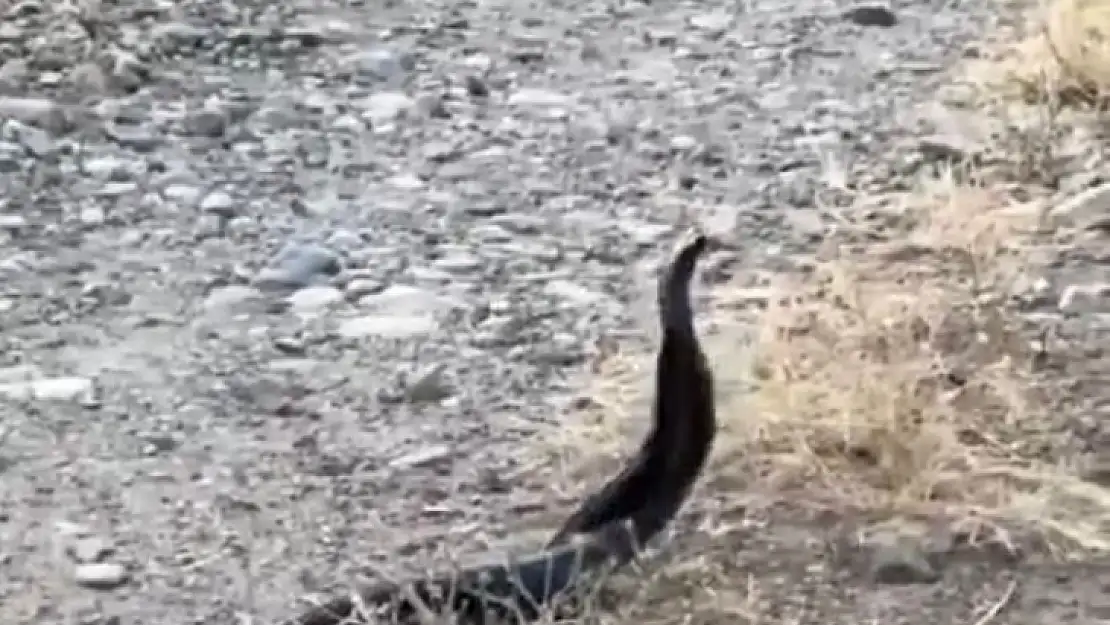 Elazığ'da yılanların çiftleşme dansı kameraya yansıdı