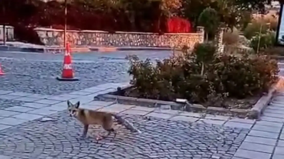 Elazığ'ı tilkiler sardı