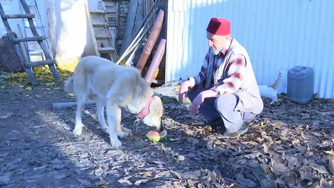 Kangal köpeğinin et yerine sebze yediğini gören Elazığlının şiveli tepkisi güldürdü