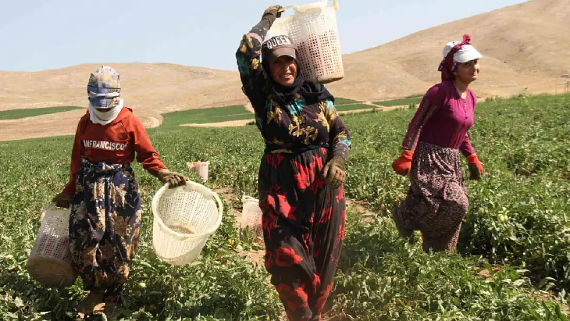 Kavurucu sıcak altında tarlada ekmek mücadelesi