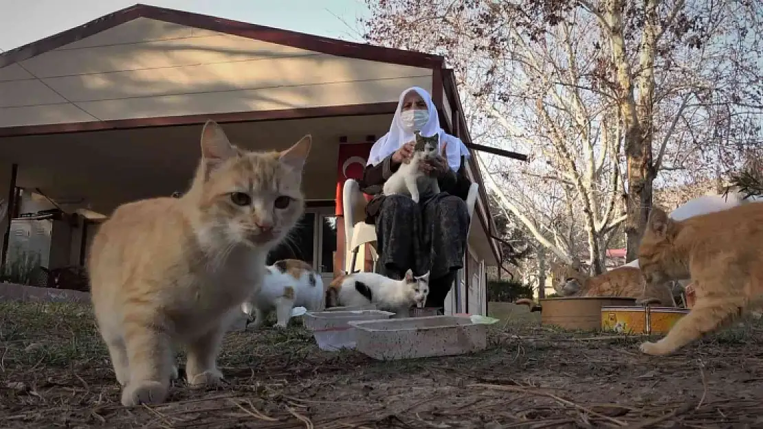 Kedi dostu Zahide Nine, yıllardır onlara annelik yapıyor