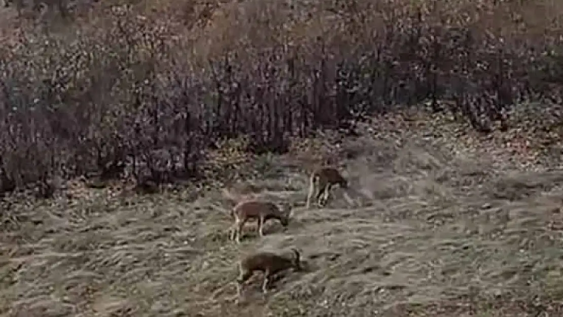 Koruma altındaki dağ keçileri sürü halinde görüntülendi