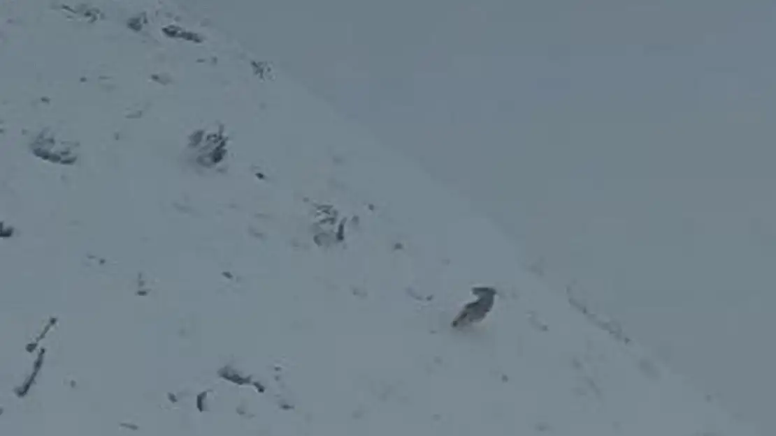 Kurtlar Vadisi Elazığ!