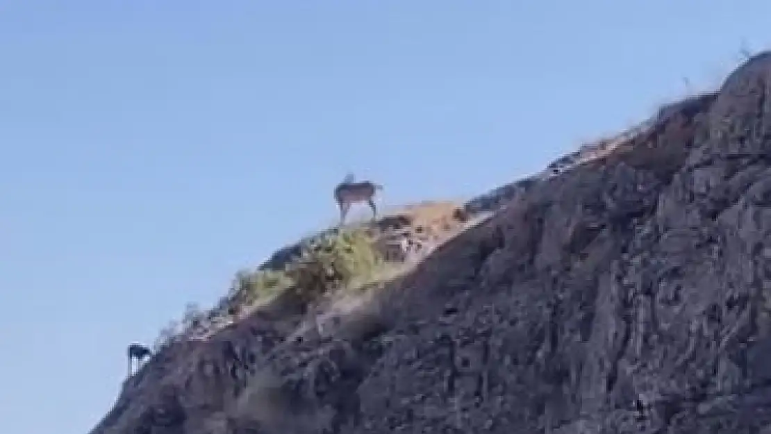 Nesli koruma altındaki dağ keçileri Harput'ta görüntülendi