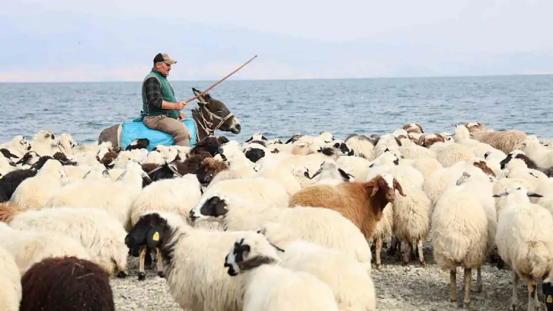 Yaylacıların sahil kenarındaki molası belgeselleri aratmadı