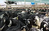 Elazığ Belediyesi, kurban satış ve kesim alanını açıkladı