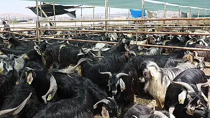 Elazığ Belediyesi, kurban satış ve kesim alanını açıkladı
