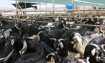 Elazığ Belediyesi, kurban satış ve kesim alanını açıkladı