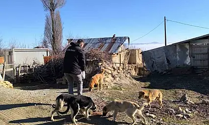 Elazığ Özel İdare ekipleri, sokak hayvanlarını unutmadı