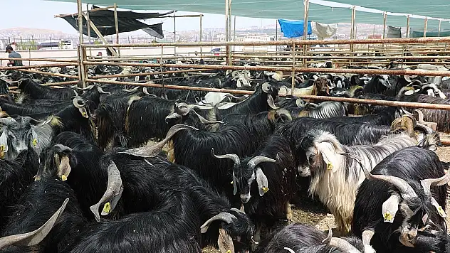 Elazığ Belediyesi, kurban satış ve kesim alanını açıkladı