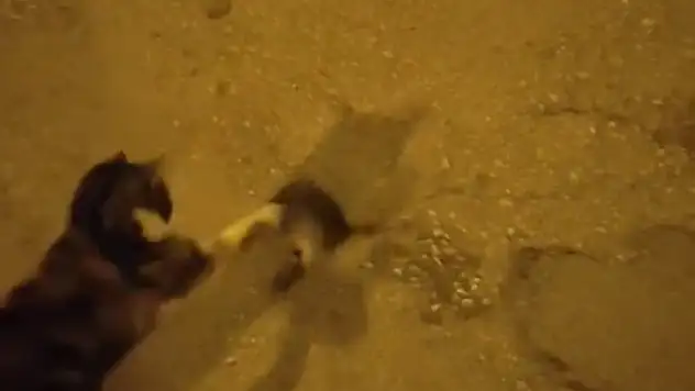 Elazığ'da kedinin fare ile oyunu kamerada