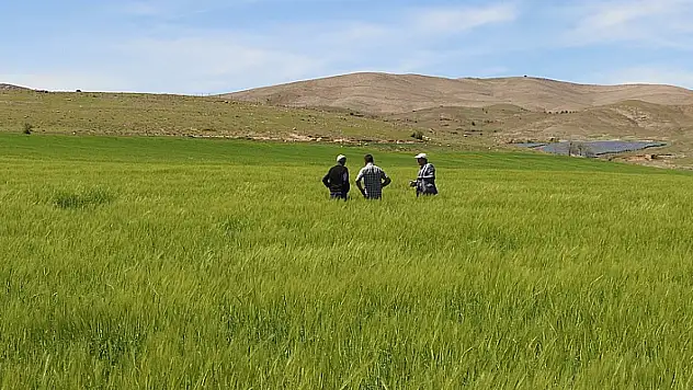 İlimizde Süne Sürvey Çalışmaları Başladı