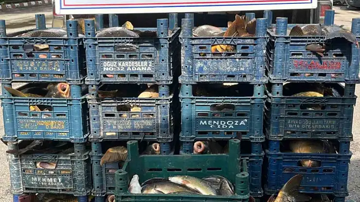 Elazığ'da kaçak avlanan 1 ton 400 kilo balık ele geçirildi