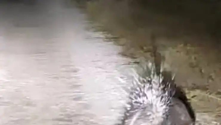 Elazığ'da oklu kirpi görüntülendi