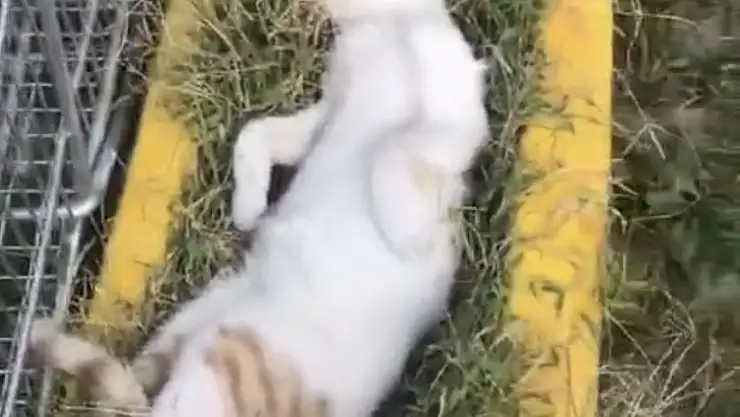 Elazığ'da sıcaktan bunalan kedinin serin yerde dinlendiği anlar güldürdü