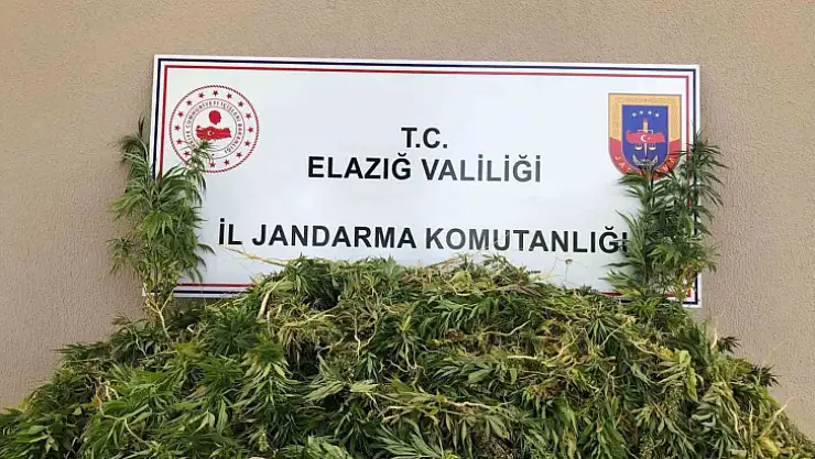 Elazığda 2 bin 208 kök kenevir ele geçirildi