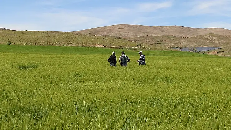 İlimizde Süne Sürvey Çalışmaları Başladı
