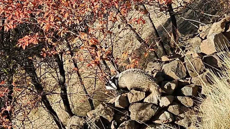 Kırmızı listede bulunan 'Porsuk' Elazığ'da görüldü