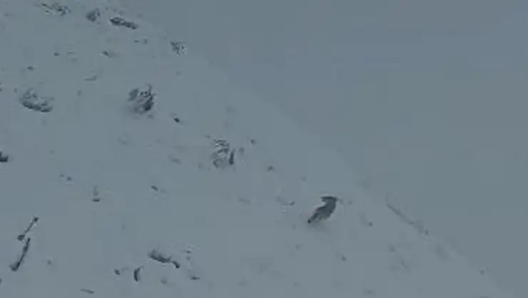 Kurtlar Vadisi Elazığ!